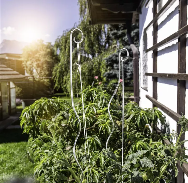 Tomatenspiralstab mit Haken