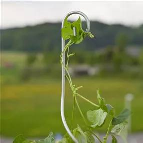 Tomatenspiralstab mit Haken