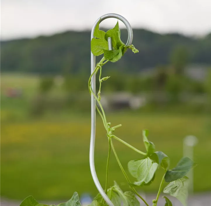 Tomatenspiralstab mit Haken