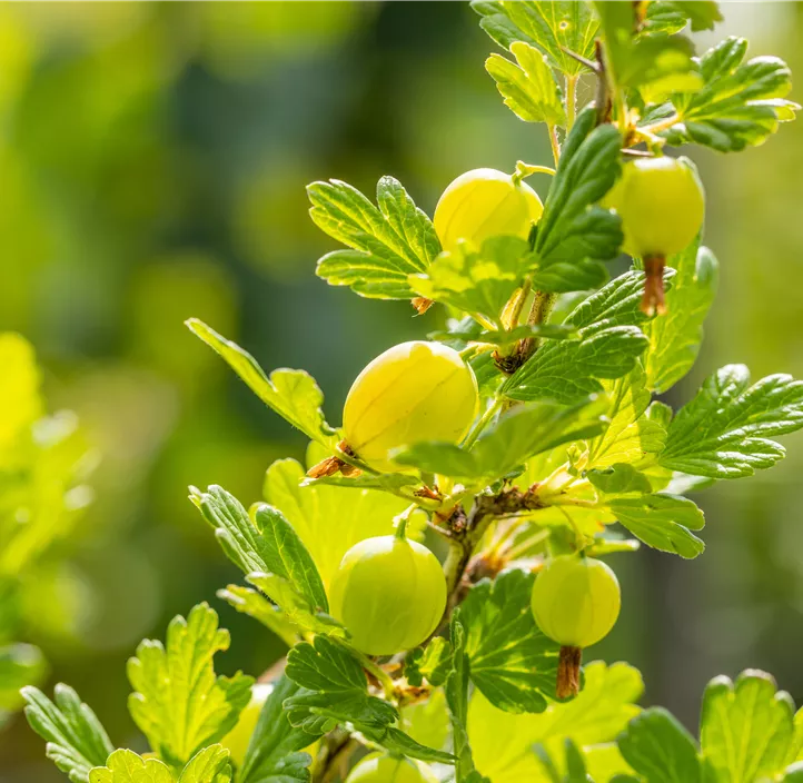 Stachelbeere 'Hinnonmäki'