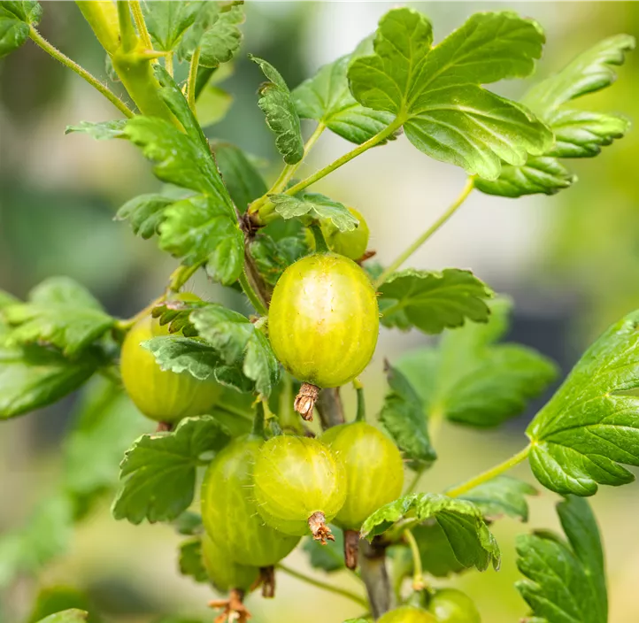 Stachelbeere Polar Fruits® 'Green Goose Berry'
