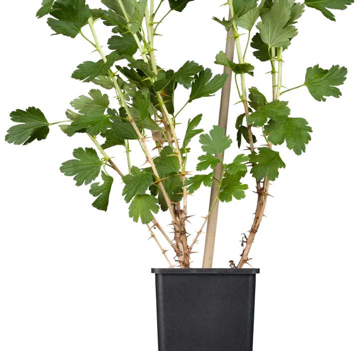 Stachelbeere 'Hinnonmäki'