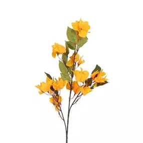 Bougainvillea