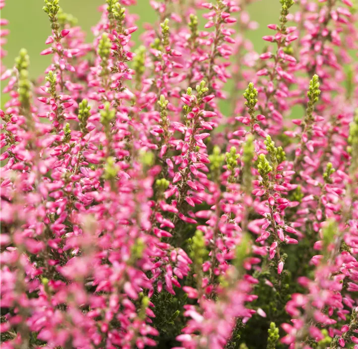 Winterharte Knospenheide Gardengirls® 