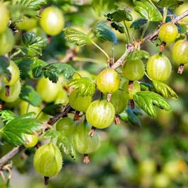 Ribes uva-crispa Invicta grün