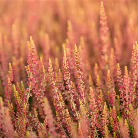 Calluna vulgaris Garden Girls 6er Pack