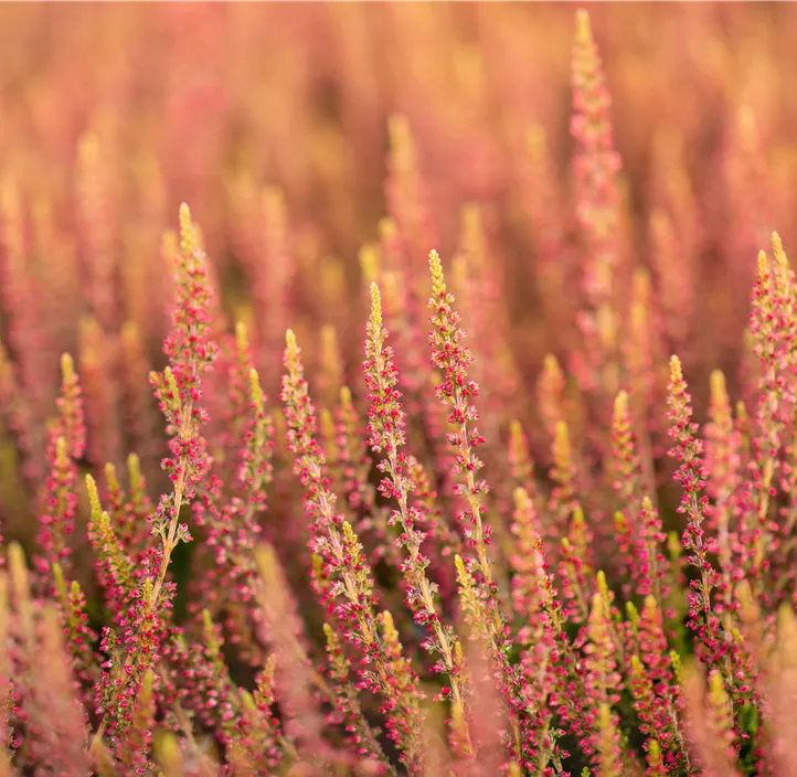 Winterharte Knospenheide Gardengirls® 
