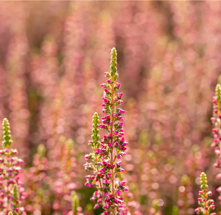 Winterharte Knospenheide Gardengirls® 
