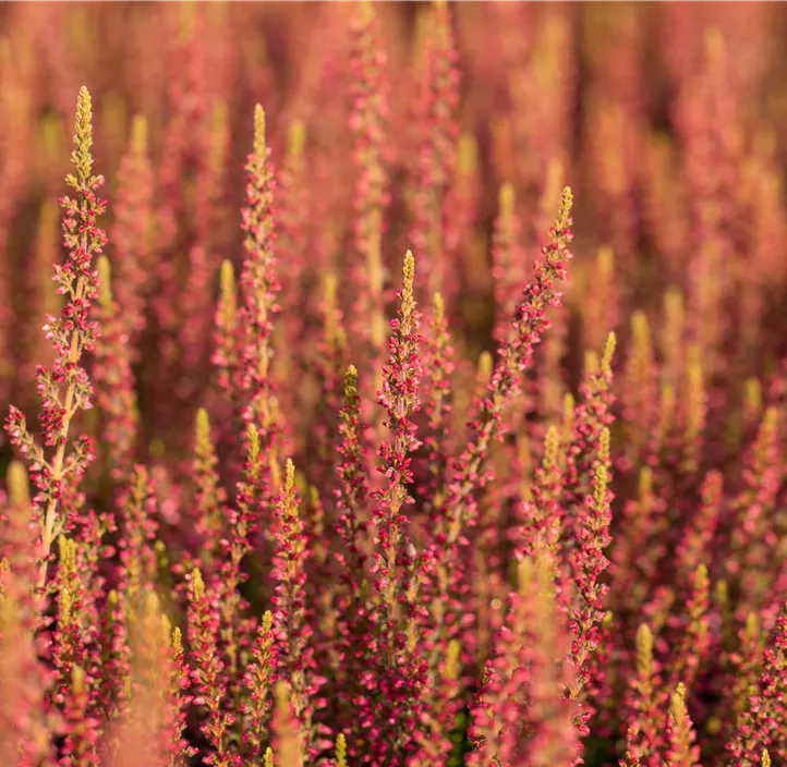Winterharte Knospenheide Gardengirls® 