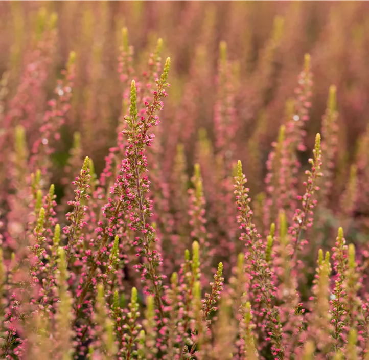 Winterharte Knospenheide Gardengirls® 