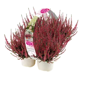 Calluna vulgaris Garden Girls 6er Pack
