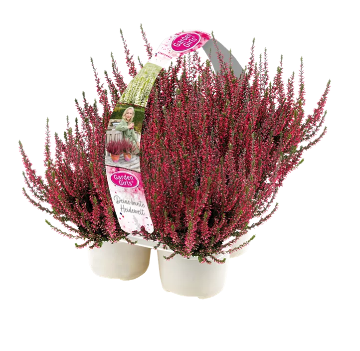 Winterharte Knospenheide Gardengirls® 