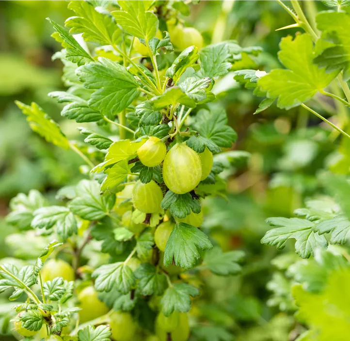 Stachelbeere 'Invicta'