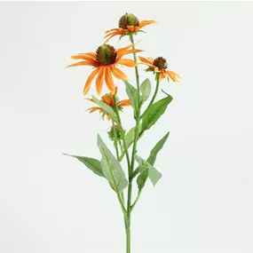 Echinacea