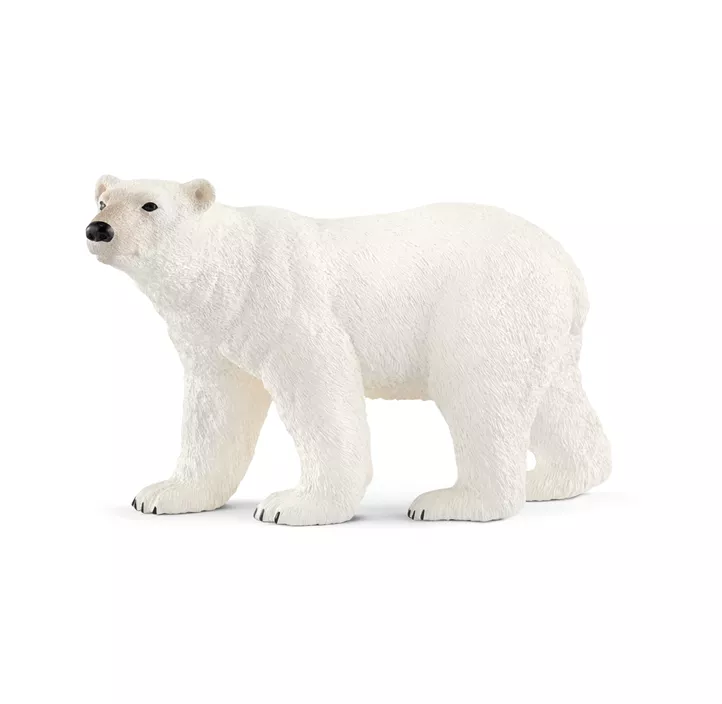 Eisbär
