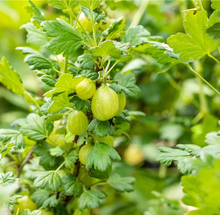 Stachelbeere 'Invicta'