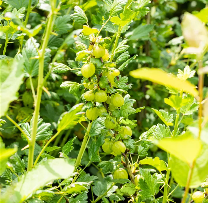 Stachelbeere 'Invicta'