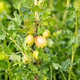 Ribes uva-crispa Mucurines