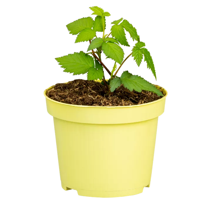 Herbstbrombeere Lowberry® 'Little Black Prince'®