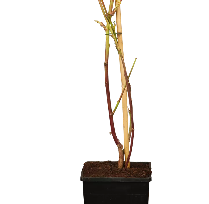 Brombeere 'Tayberry'