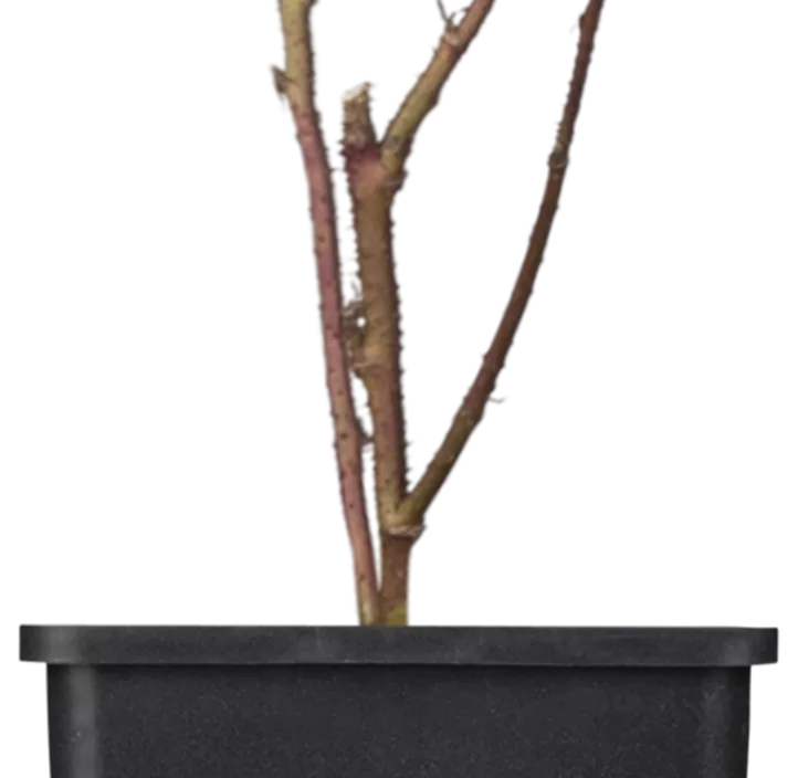 Brombeere 'Tayberry'