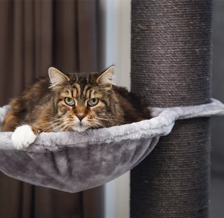 BZ Kratzbaum HAVILO 170