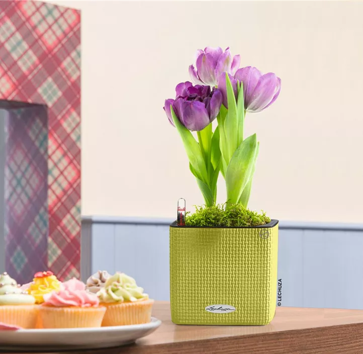 Cube Color Komplettset