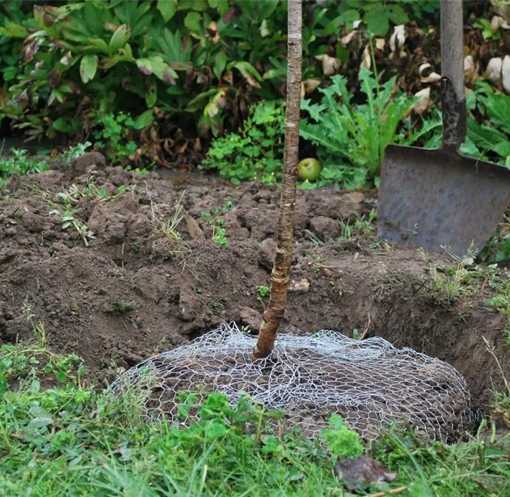 Wühlmauskorb aus Drahtgeflecht