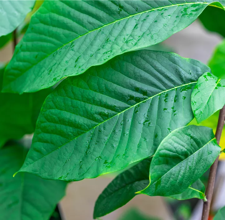 Indianer Banane® 'Sunflower'