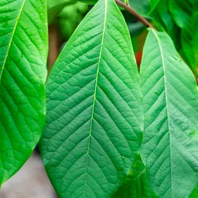 Asimina triloba Sunflower