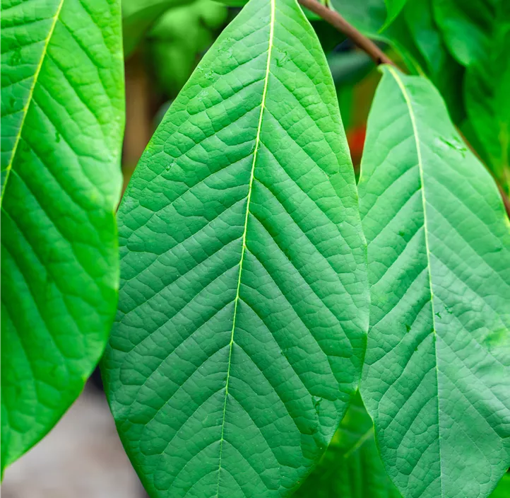 Indianer Banane® 'Sunflower'