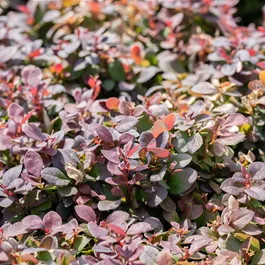 Berberis thunbergii Concorde