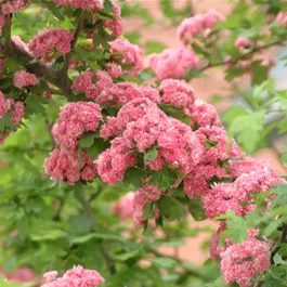 Crataegus laevigata Paul's Scarlet