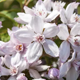 Deutzia Mont Rose