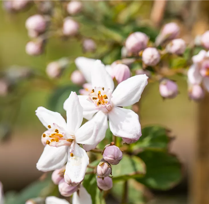 Rosendeutzie 'Mont Rose'