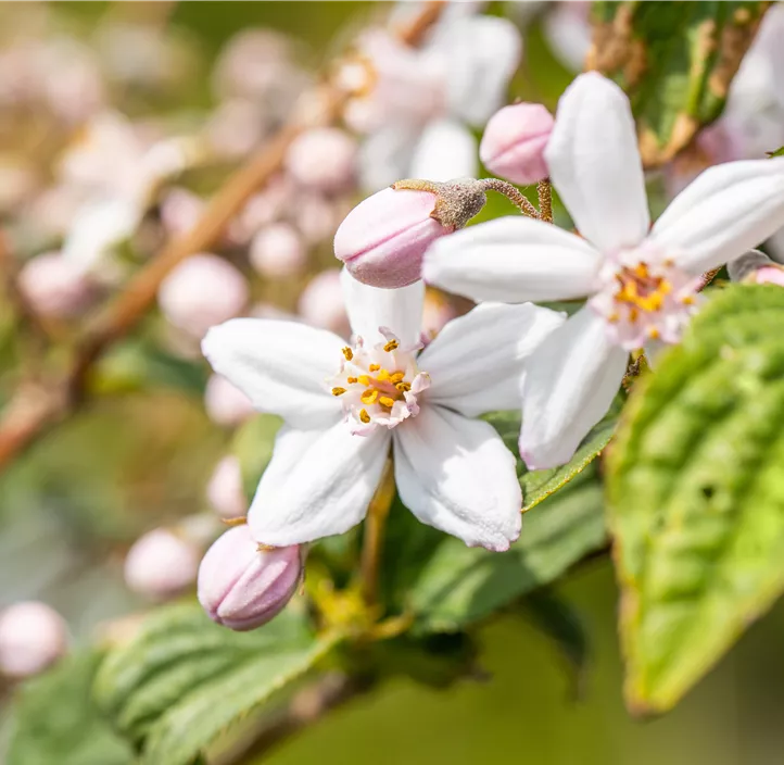 Rosendeutzie 'Mont Rose'
