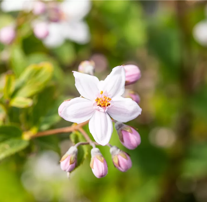 Rosendeutzie 'Mont Rose'