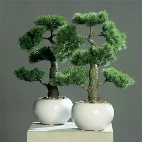 Bonsai im weißen Keramiktopf