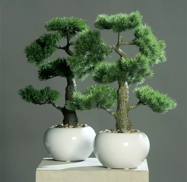 Bonsai im weißen Keramiktopf