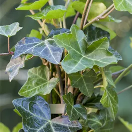 Hedera hibernica