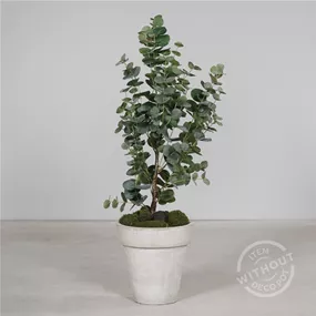 Eukalyptus im Kunststofftopf