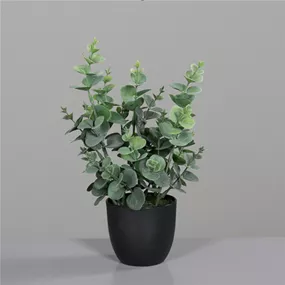 Eukalyptus im Kunststofftopf