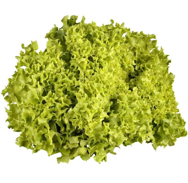 Blatt-Salat 'Lollo bionda'