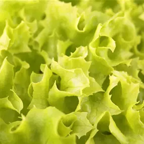 Lactuca sativa Lollo Bionda