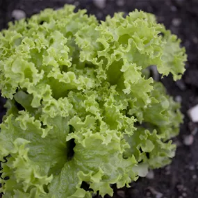 Lactuca sativa Lollo Bionda