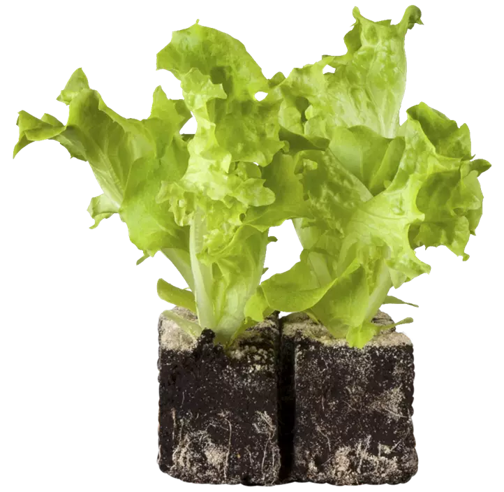 Blatt-Salat 'Lollo bionda'