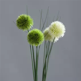 Allium x2
