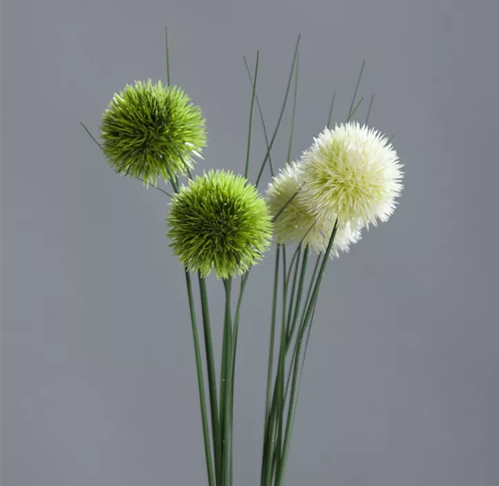Allium x2