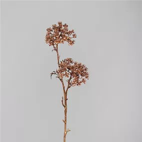 Amimajus Fruchtstand