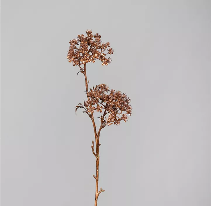 Amimajus Fruchtstand